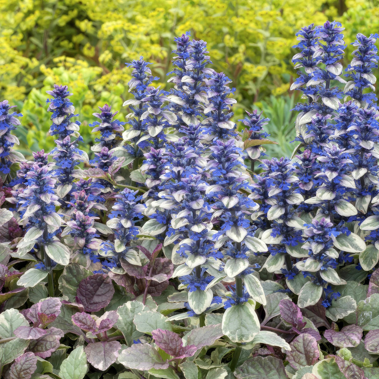 24x Ajuga reptans 'Burgundy Glow' - ↕10-25cm - Ø9cm