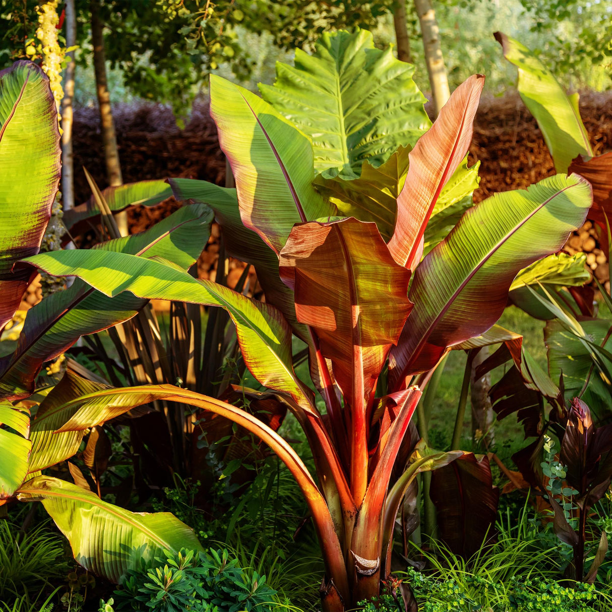 Green boutiQ - Obstpflanze - Bananenpflanze - Ensete ventricosum Maurelli - Winterhart - 6 Pflanzen - Topf 12cm Höhe 30cm