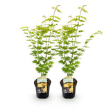 Green boutiQ - Terrasplant - Japanse Esdoorn - Acer palmatum Jordan - Geel - 2 Planten - Bladverliezend - Pot 19cm Hoogte 70cm