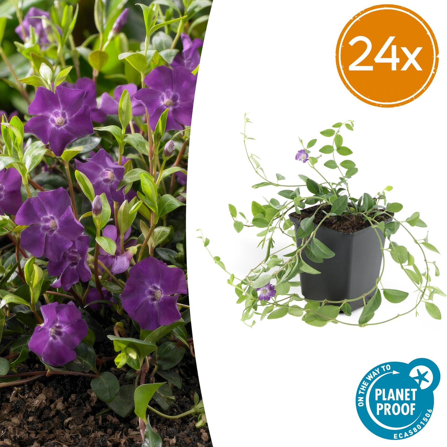 24x Vinca minor 'Atropurpurea', - ↕10-25cm - Ø9cm