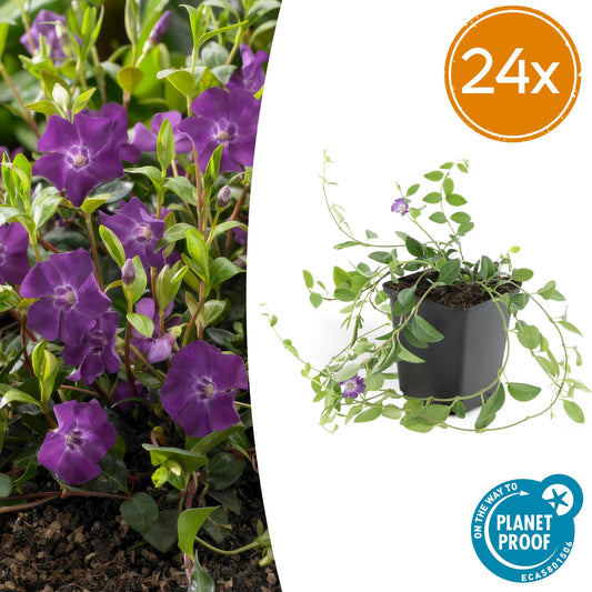 24x Vinca minor 'Atropurpurea', - ↕10-25cm - Ø9cm