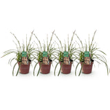Green boutiQ - Siergrassen - Carex morrowii Ice Dance  - Wit & Groen - 4 Planten - Bladhoudend - Weinig Onderhoud - Pot 17cm Hoogte 50cm
