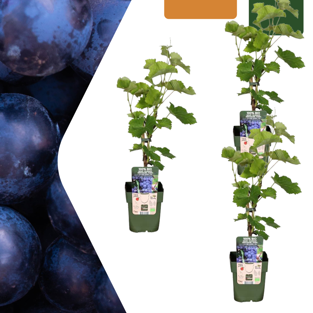 3 x Biologische Druivenplanten - ↕20 cm - Ø 13 cm