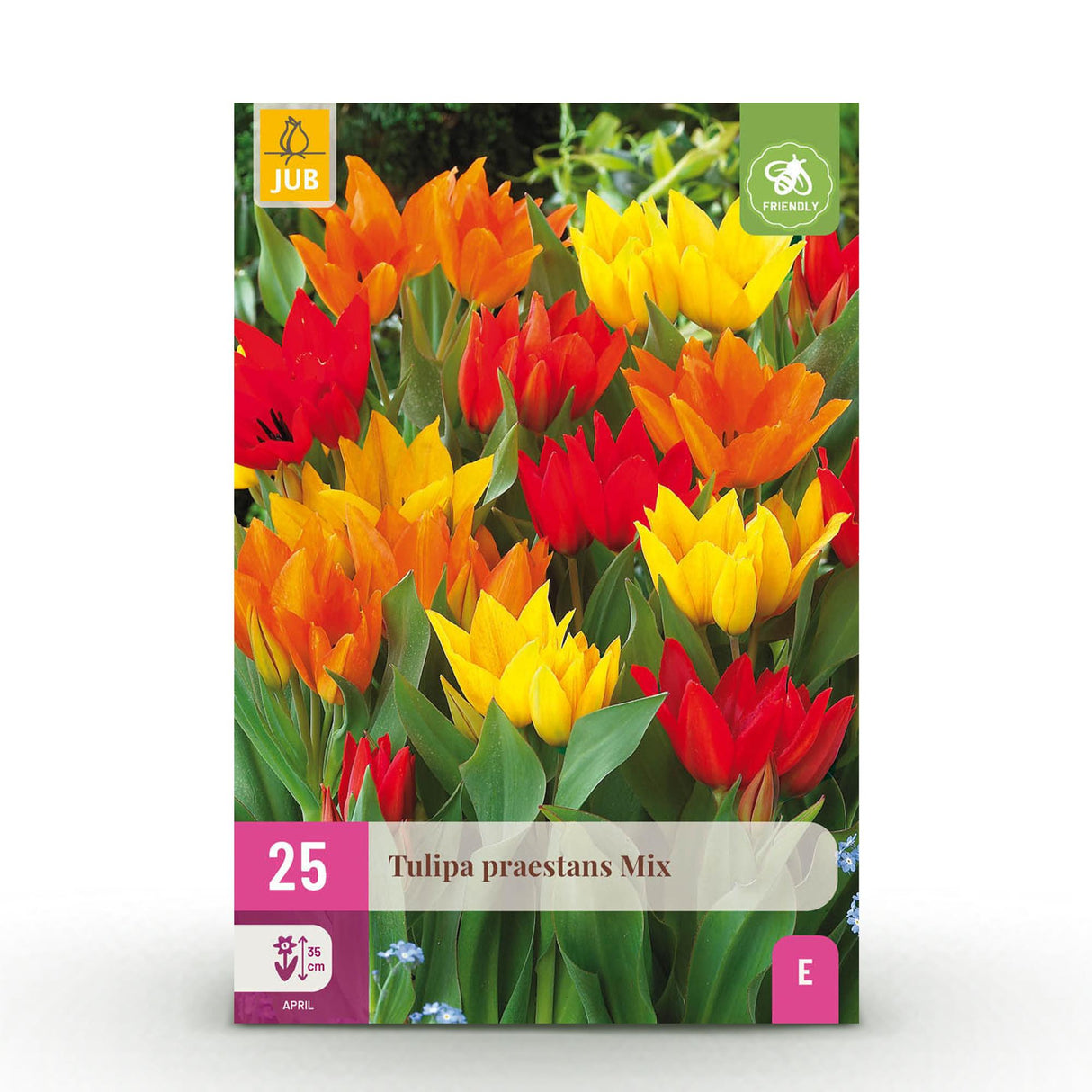 Green boutiQ - Bloembollen - Tulp Praestans mix - Diversen Kleuren - 25 stuks - Bolmaat 8/9 - XXL Pack