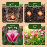 48x Tulipa Mata Hari - Mata Hari tulp - Roze en Wit - Voorjaarsbloeier - Bolmaat 11/12