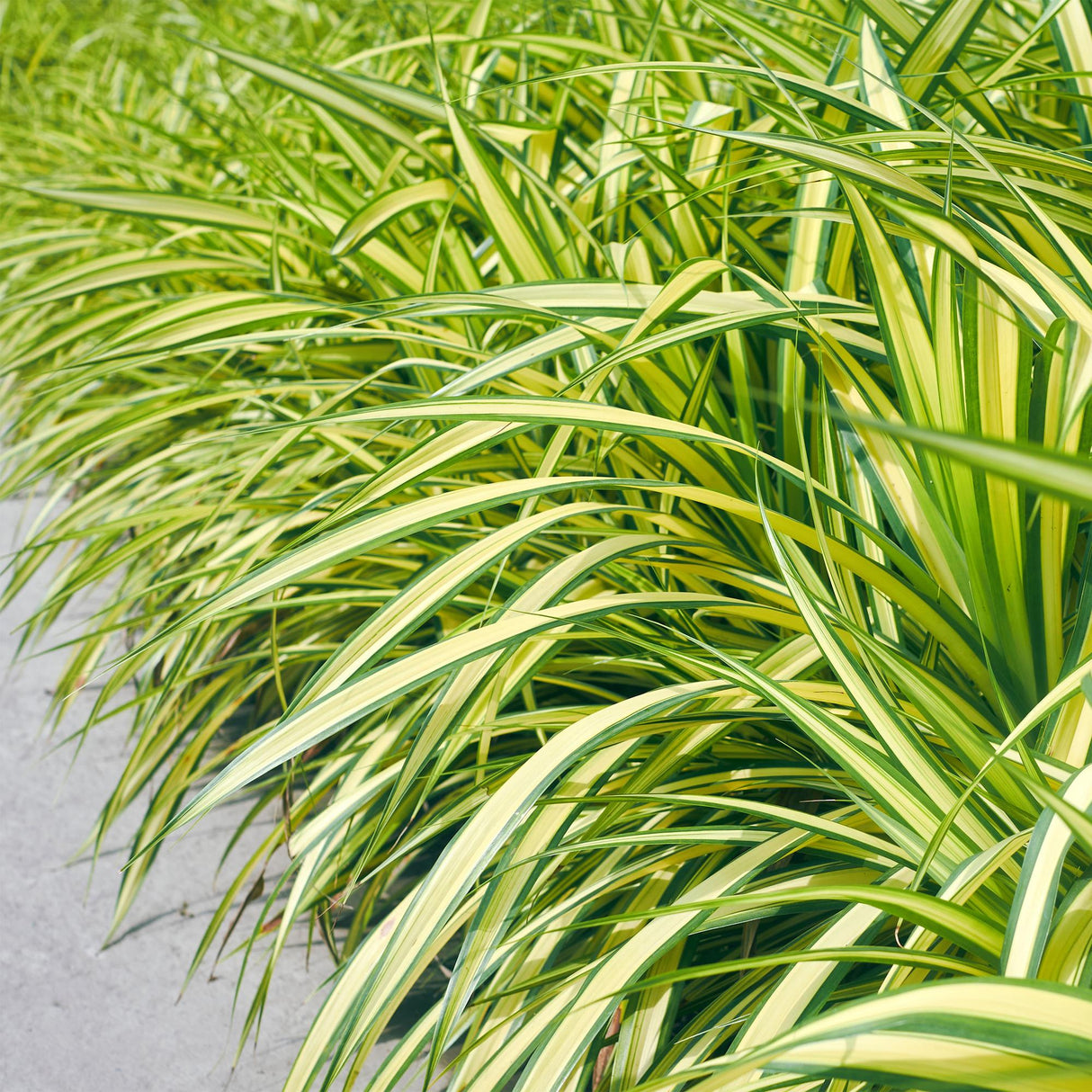 Siergrassen - Carex oshimensis Evergold - Geel & Groen - 4 Planten - Bladhoudend - Weinig Onderhoud - Pot 17cm Hoogte 50cm
