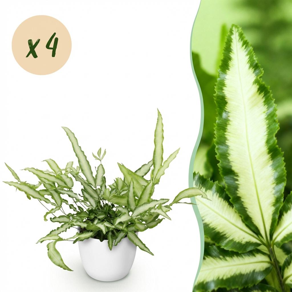Pteris cretica Albolineata - Lintvaren - Huisdiervriendelijke Plant - Groen - 4 Planten - met Potter Wit - Pot 12cm - Hoogte 20cm