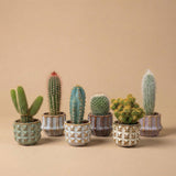 Cactus Set van 6 in Keramische Mini Potjes San Juan -  ↑ 8–12 cm