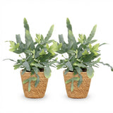 Phlebodium aureum Blue Star - Blauwe Varen - Huisdiervriendelijke Plant - Blauw - 2 Planten - met Mand - Pot 12cm - Hoogte 25cm