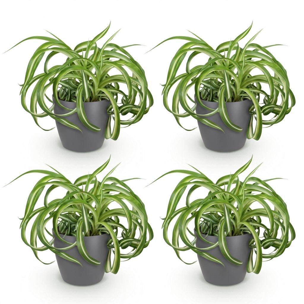 Chlorophytum comosum Bonnie - Krullende Graslelie - Huisdiervriendelijke Plant - Groen - 4 Planten - met Potter Grijs - Pot 12cm - Hoogte 20cm