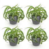 Chlorophytum comosum Bonnie - Krullende Graslelie - Huisdiervriendelijke Plant - Groen - 4 Planten - met Potter Grijs - Pot 12cm - Hoogte 20cm
