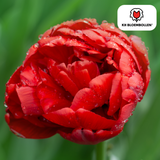Bulbes de tulipes Bombastic Red – 20 pièces | KH Bloembollen® | Tulipe pivoine rouge – Double floraison & Luxe – Pour jardin ou pot – Taille 11/12 – Frais du producteur !