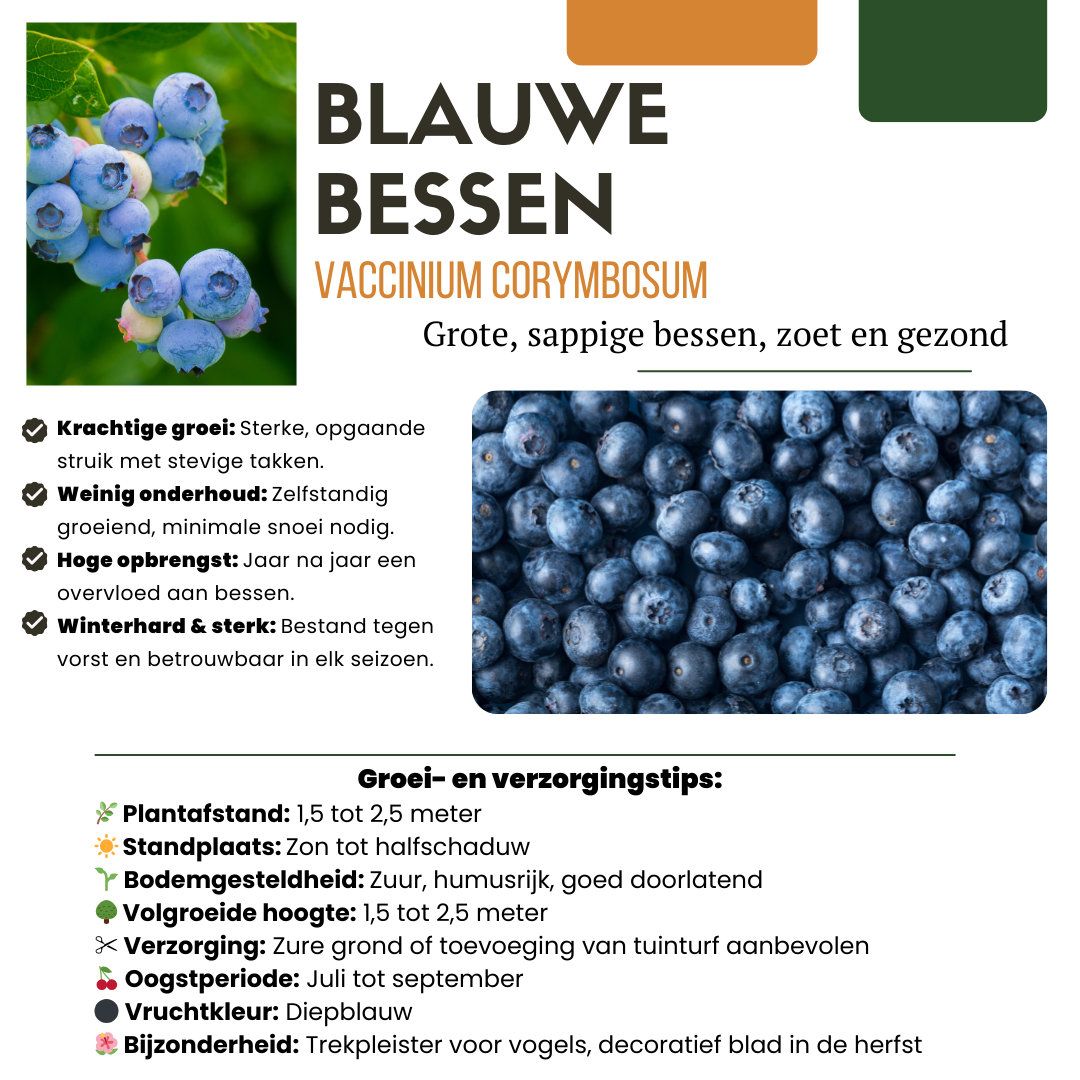 6 x Bosbessenplanten BIO - ↕20 cm - Ø 13 cm