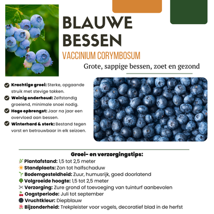 6 x Bosbessenplanten BIO - ↕20 cm - Ø 13 cm