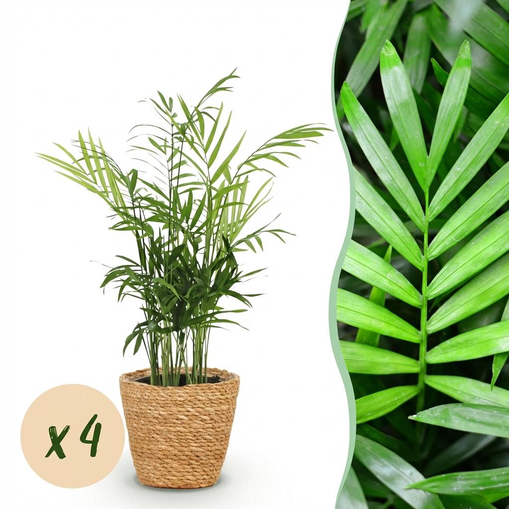 Chamaedorea elegans - Goudpalm - Huisdiervriendelijke Plant - Groen - 4 Planten - met Mand - Pot 12cm - Hoogte 15cm