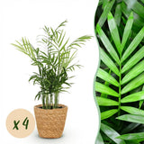 Chamaedorea elegans - Goudpalm - Huisdiervriendelijke Plant - Groen - 4 Planten - met Mand - Pot 12cm - Hoogte 15cm