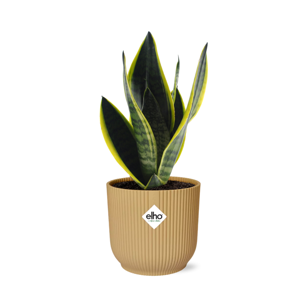 Sansevieria Futura Superba in ELHO Vibes Fold 14cm geel