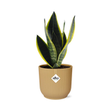 Sansevieria Futura Superba in ELHO Vibes Fold 14cm geel