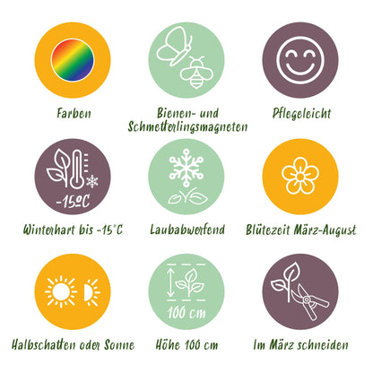Green boutiQ - Borderpakket - Bijen en Vlinderlokkend - 8 Vaste planten - 1 m2 - Diversen kleuren - Weinig Onderhoud - Pot 11cm