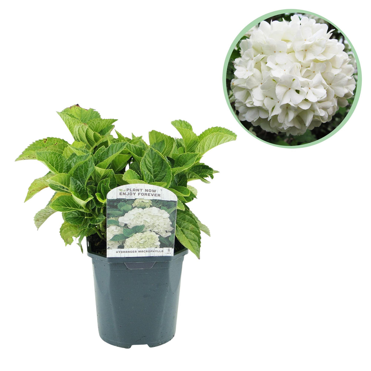 Hortensia / Hydrangea macrophylla Blue - Bloem Wit - 1 Plant - Bladverliezend - Weinig Onderhoud - Pot 17cm Hoogte 30cm