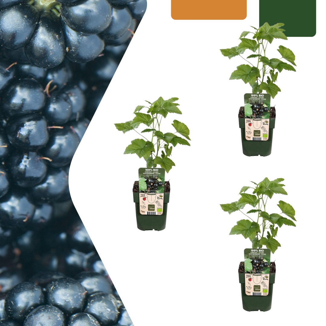 3 x Biologische bramenplanten - ↕20 cm - Ø 13 cm