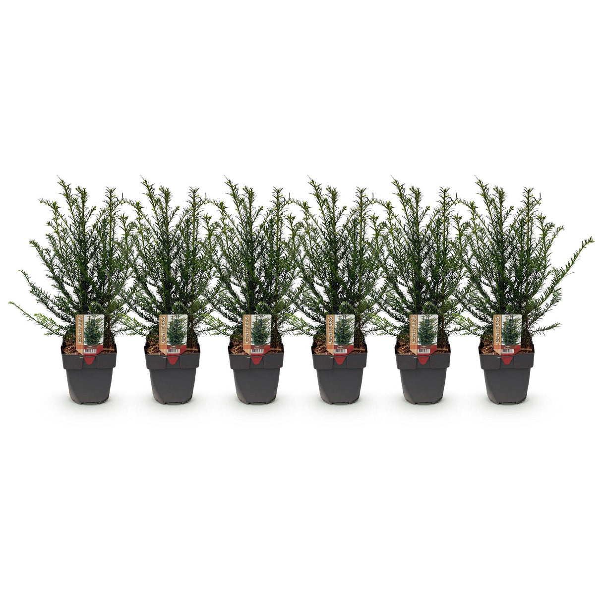 Green boutiQ - Haagplanten - Taxus baccata - blad groen - 6 planten - 1 strekkende meter - groenblijvend - pot 17cm hoogte 60cm