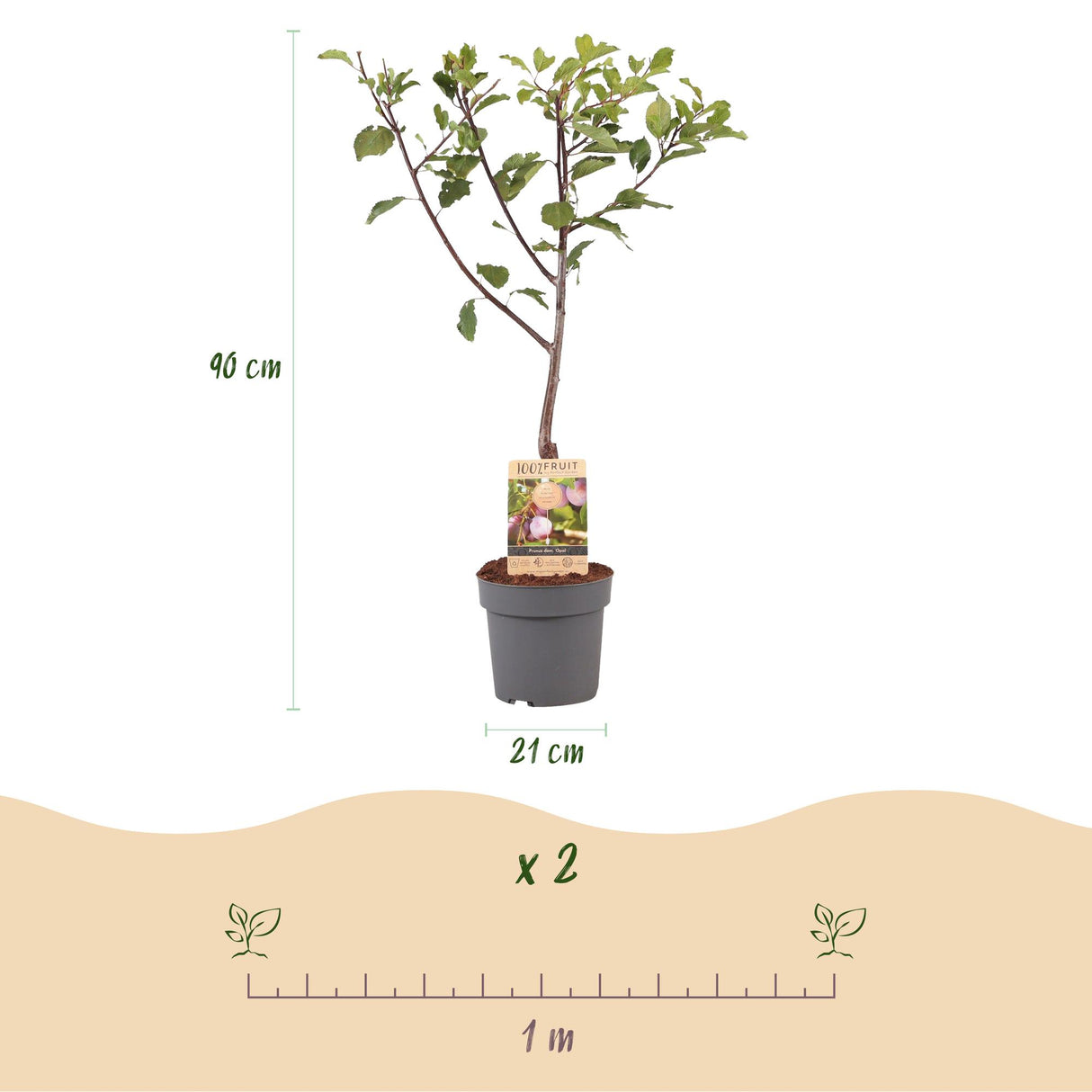 Pruimen boom - Prunus domestica Opal - Geel Rode Vrucht - Pot 21cm Hoogte 90cm