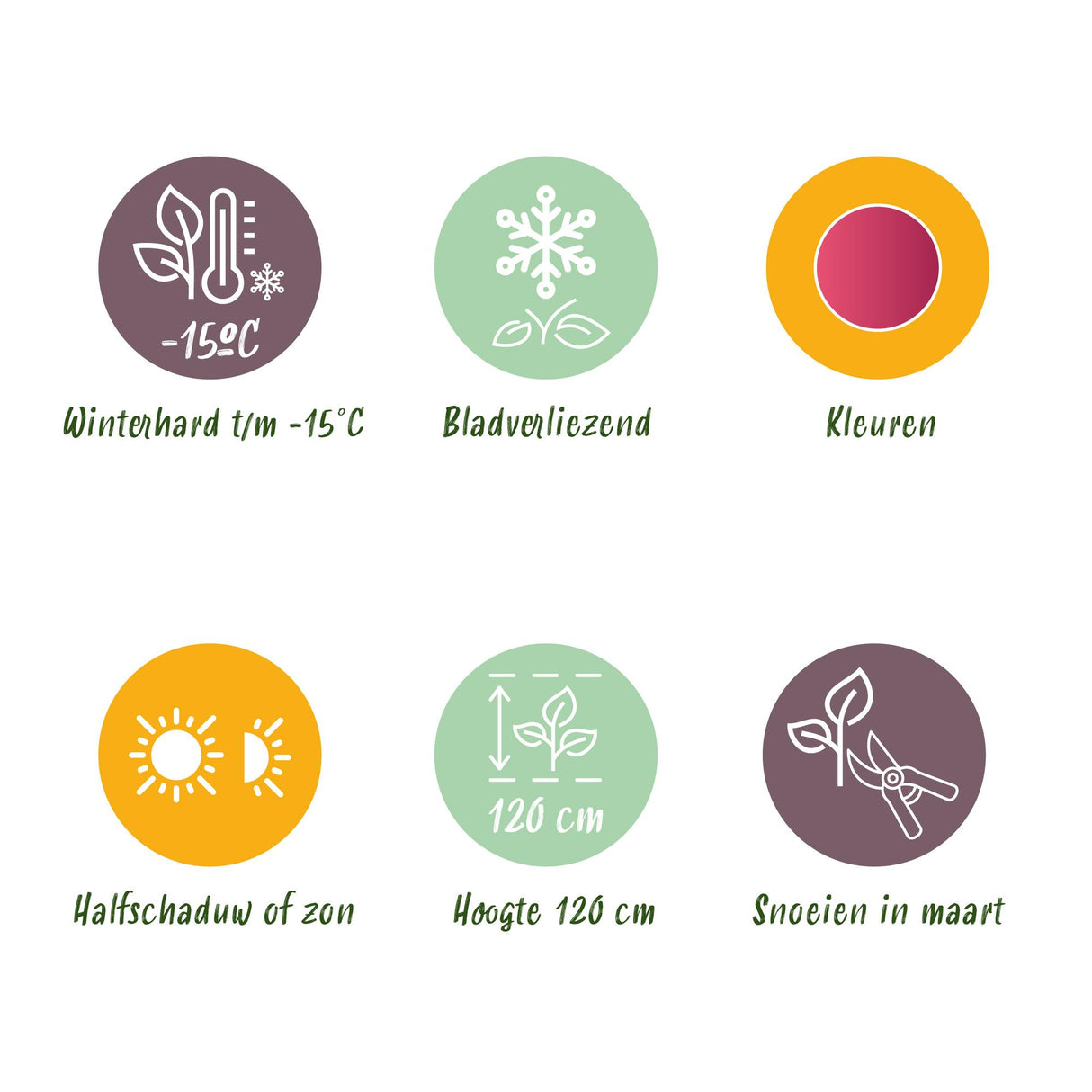 Green boutiQ - Terrasplant - Japanse Esdoorn - Acer palmatum Pink Dwarf - Roze - 2 Planten - Bladverliezend - Pot 19cm Hoogte 70cm