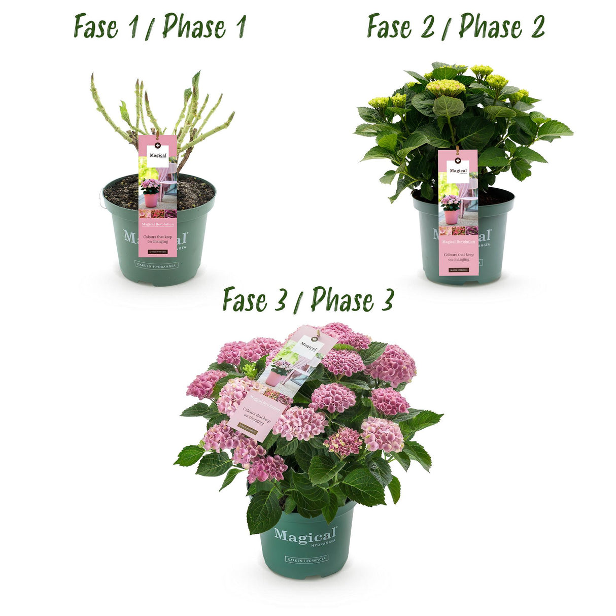 Hortensia - Hydrangea Magical Revolution Pink - Pink - 6-10 Bloemen - Pot 23cm Hoogte 55cm