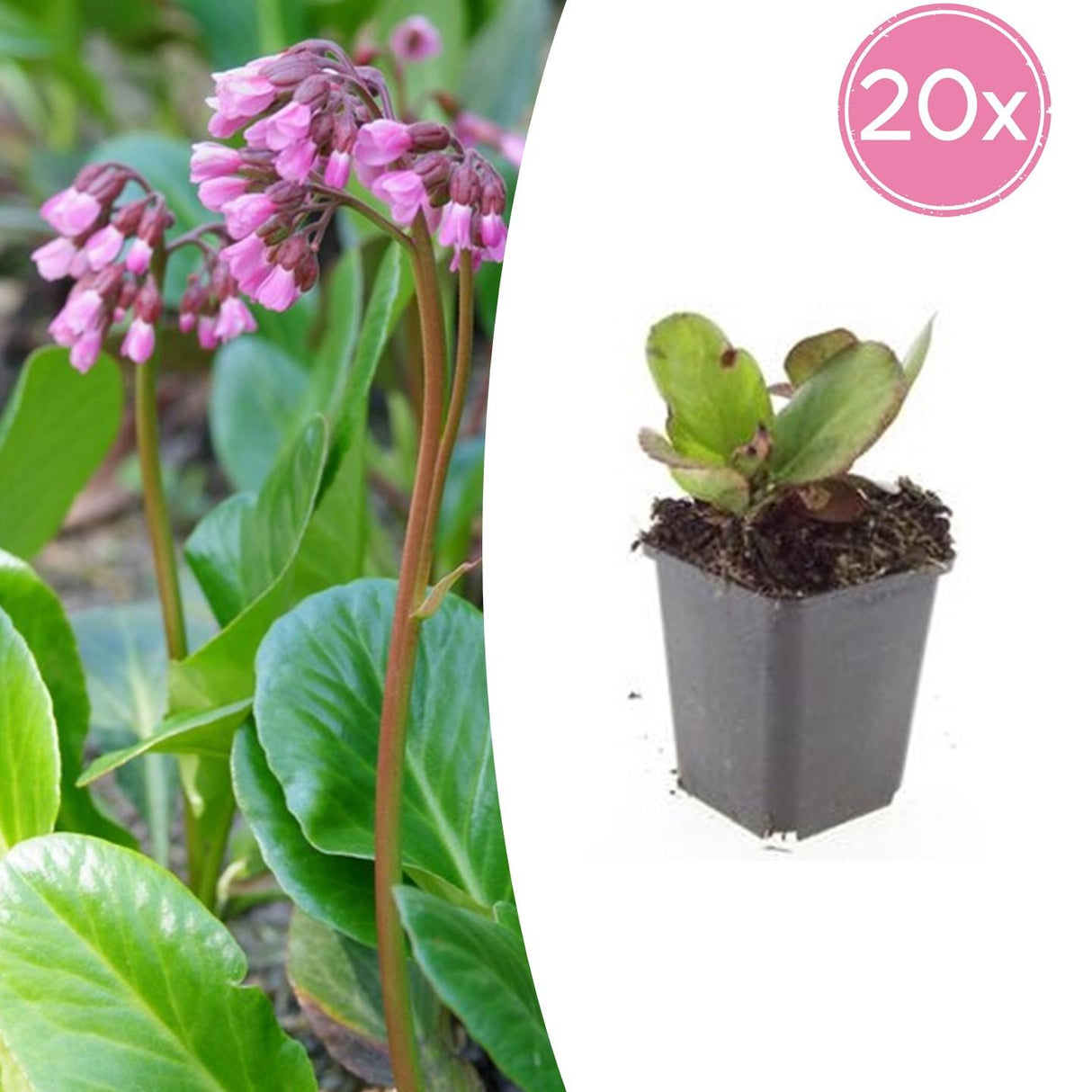 20x Bergenia cordifolia 'Herbstblüte'  - ↕10-25cm - Ø9cm