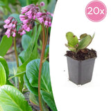 20x Bergenia cordifolia 'Herbstblüte'  - ↕10-25cm - Ø9cm