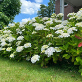 Hortensia / Hydrangea macrophylla Wit – ↕30 cm – ⌀17 cm
