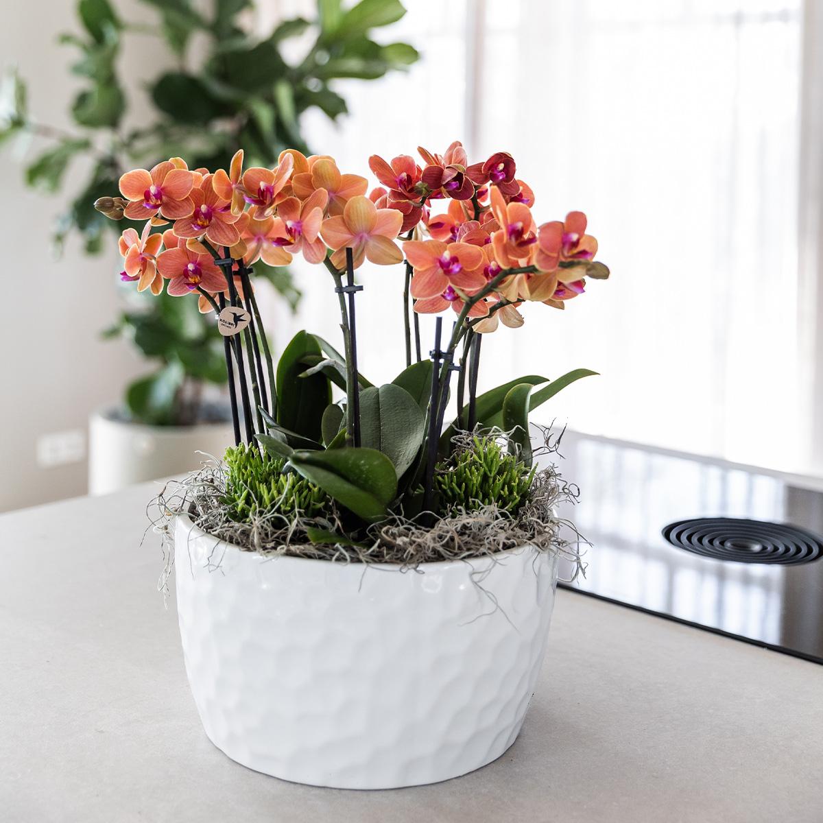 Kolibri Orchids | oranje plantenset in Honey dish incl. waterreservoir | drie oranje orchideeën Bolzano 9cm en drie groene planten | Jungle Bouquet oranje met zelfvoorzienend waterreservoir