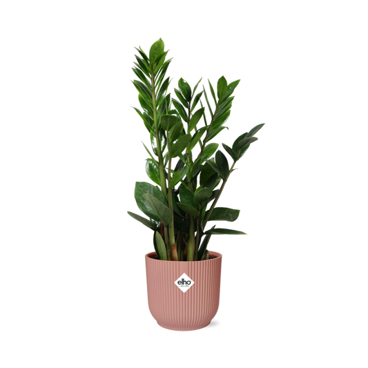 Zamioculcas – Hoogte 45-50 in ELHO Vibes Fold 14cm roze