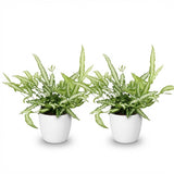 Pteris cretica Albolineata - Lintvaren - Huisdiervriendelijke Plant - Groen - 2 Planten - met Potter Wit - Pot 12cm - Hoogte 20cm