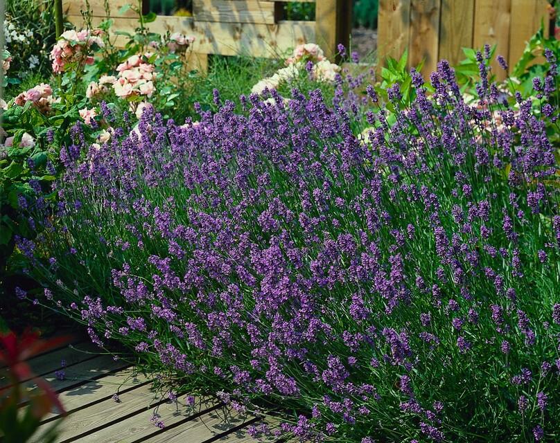 24x Lavandula ang. 'Munstead' - ↕10-25cm - Ø9cm