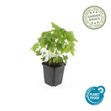 20x Geranium nodosum - ↕10-25cm - Ø9cm