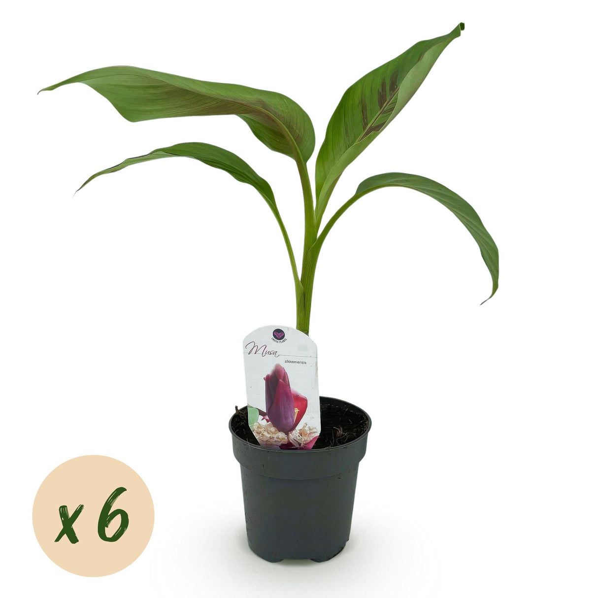Green boutiQ - Obstpflanze - Bananenpflanze - Musa sikkemensis Red Tiger - Winterhart - 6 Pflanzen - Topf 12cm Höhe 30cm