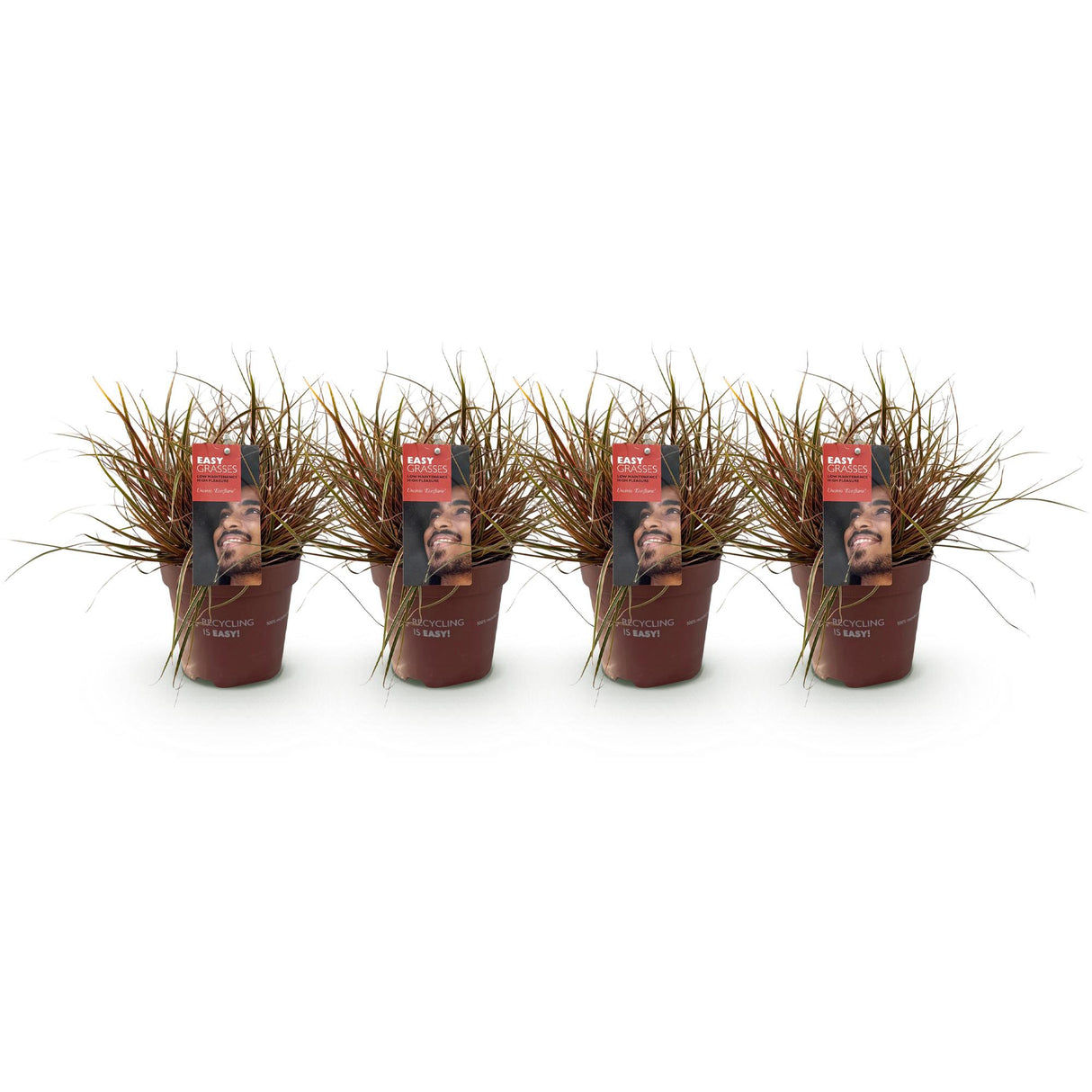 Siergrassen - Uncinia rubra Everflame  - Rood - 4 Planten - Bladhoudend - Weinig Onderhoud - Pot 17cm Hoogte 50cm