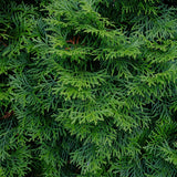 Green boutiQ - Haagplanten - Thuja occidentalis Smaragd - blad groen - 6 planten - 1 strekkende meter - groenblijvend - pot 17cm hoogte 60cm