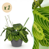 Maranta Fascinator Lemon Lime - Gebedsplant - Huisdiervriendelijke Plant - Groen - 2 Planten - met Potter Grijs - Pot 12cm - Hoogte 25cm