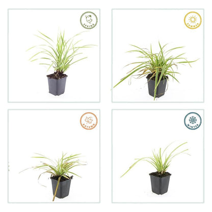 24x Carex morrowii 'Aureovariegata'  - ↕10-25cm - Ø9cm