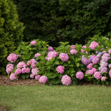 Green boutiQ - Tuinplant - Hydrangea Endles Summer The Original Pink - Hortensia - Winterhard - Roze - 8 Planten - Pot 14cm -Hoogte 20-25cm