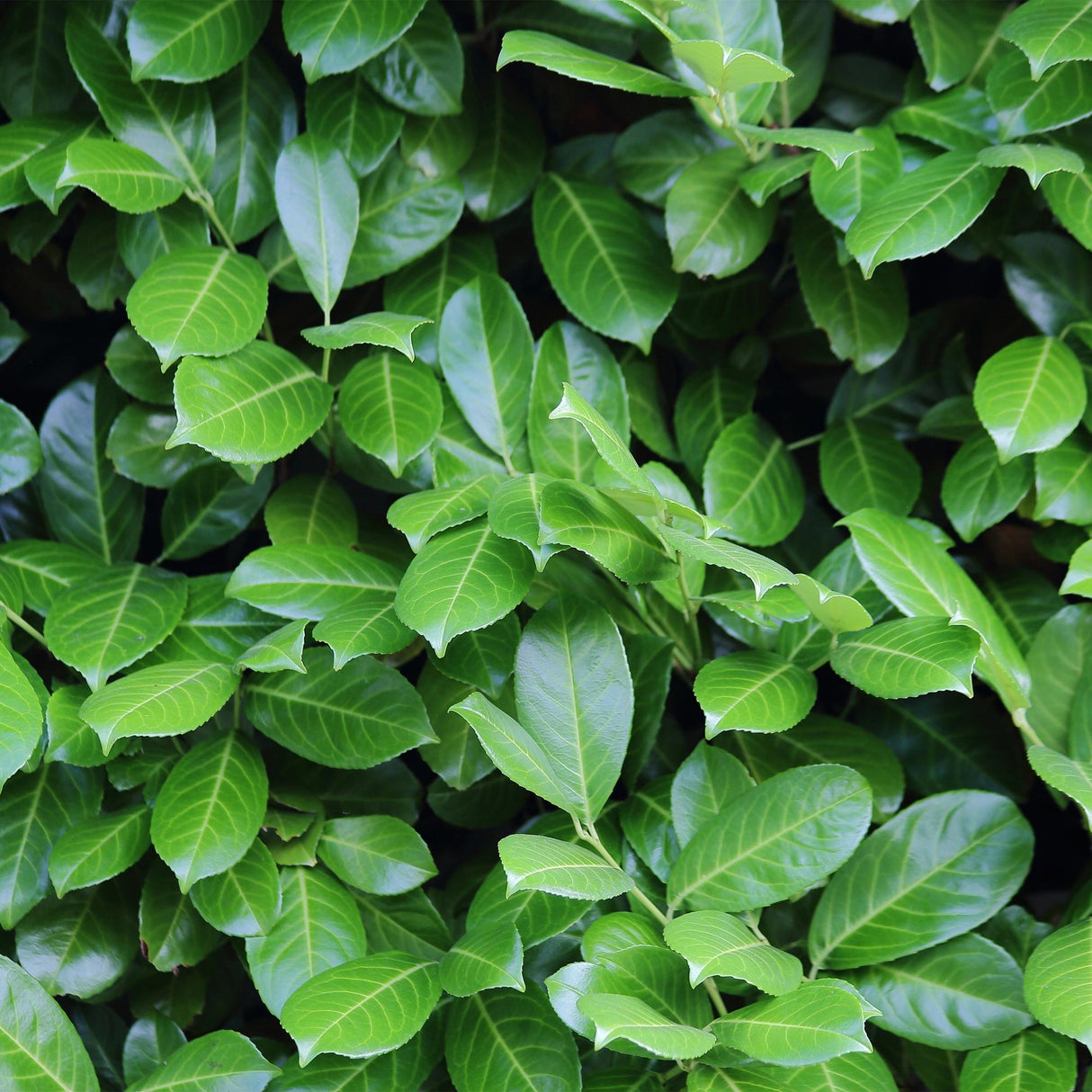 Green boutiQ - Haagplanten - Prunus laurocerasus Novita - blad groen - 6 planten - 1 strekkende meter - groenblijvend - pot 17cm hoogte 50cm