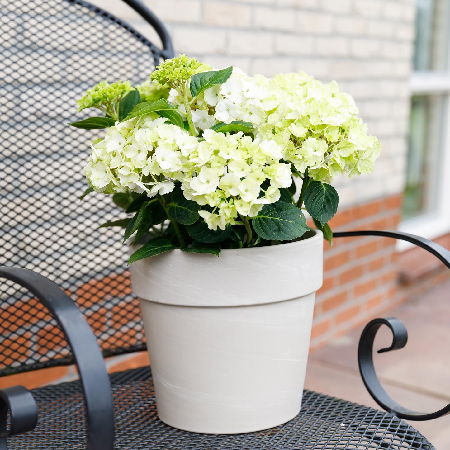 Green boutiQ - Terrasplant - Hortensia - Hydrangea Magical Nobless - Wit - 6-10 Bloemen - Pot 23cm Hoogte 55cm