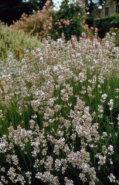 48x Lavandula int. 'Edelweiss' - ↕10-25cm - Ø9cm
