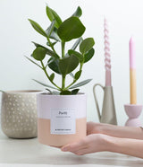 Clusia Rosea Geschenk "Purify" MIT GRUSSKARTE! - Ø12cm - ↕30cm