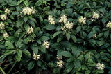48x Pachysandra term. 'Green Sheen' - ↕10-25cm - Ø9cm