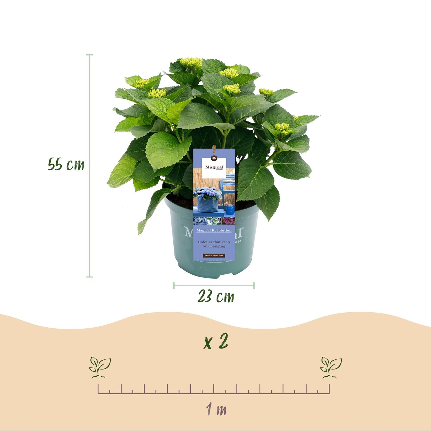 Green boutiQ - Terrasplant - Hortensia - Hydrangea Magical Revolution Blue - Blauw - 6-10 Bloemen - Pot 23cm Hoogte 55cm