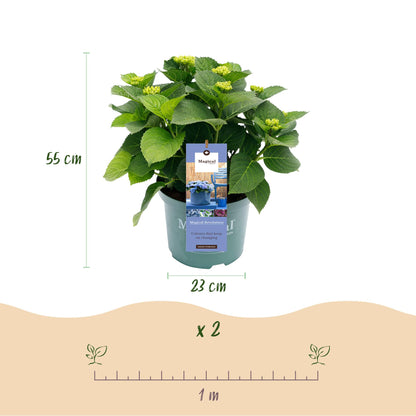 Green boutiQ - Terrasplant - Hortensia - Hydrangea Magical Revolution Blue - Blauw - 6-10 Bloemen - Pot 23cm Hoogte 55cm